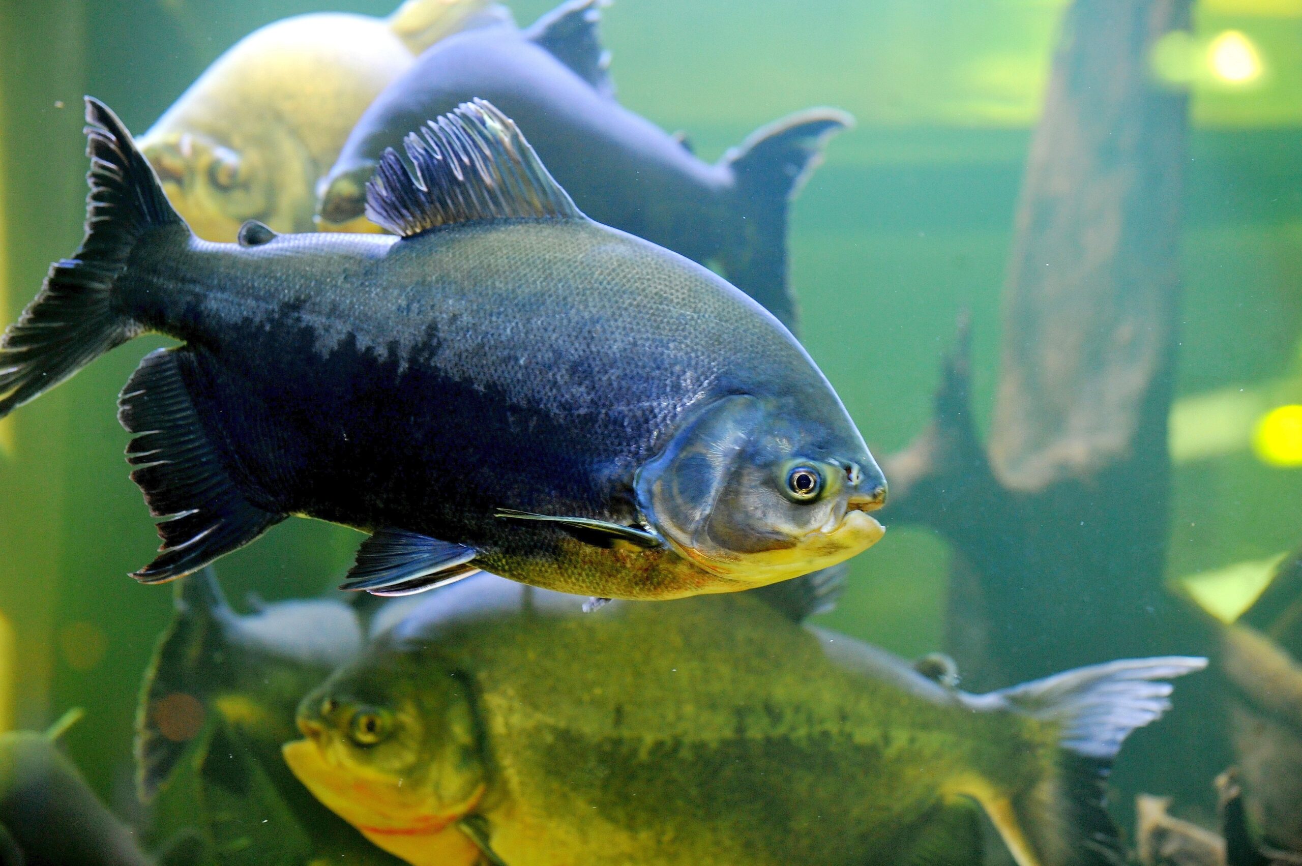 Am Freitag, den 30.09.2011 findet in der Kraftzentrale im Landschaftspark Nord in Duisburg - Meiderich die Eröffnung der 14. Aquaristik - Messe Zierfische und Aquarium statt. Es ist die nach Angaben des Veranstalters weltweit größte Aquaristik - Messe , die noch bis zum 03. Oktober 2011 geht. Im Foto : Die Pacus aus Südamerika sind die größten Salmler  Foto: Stephan Eickershoff / WAZ FotoPool