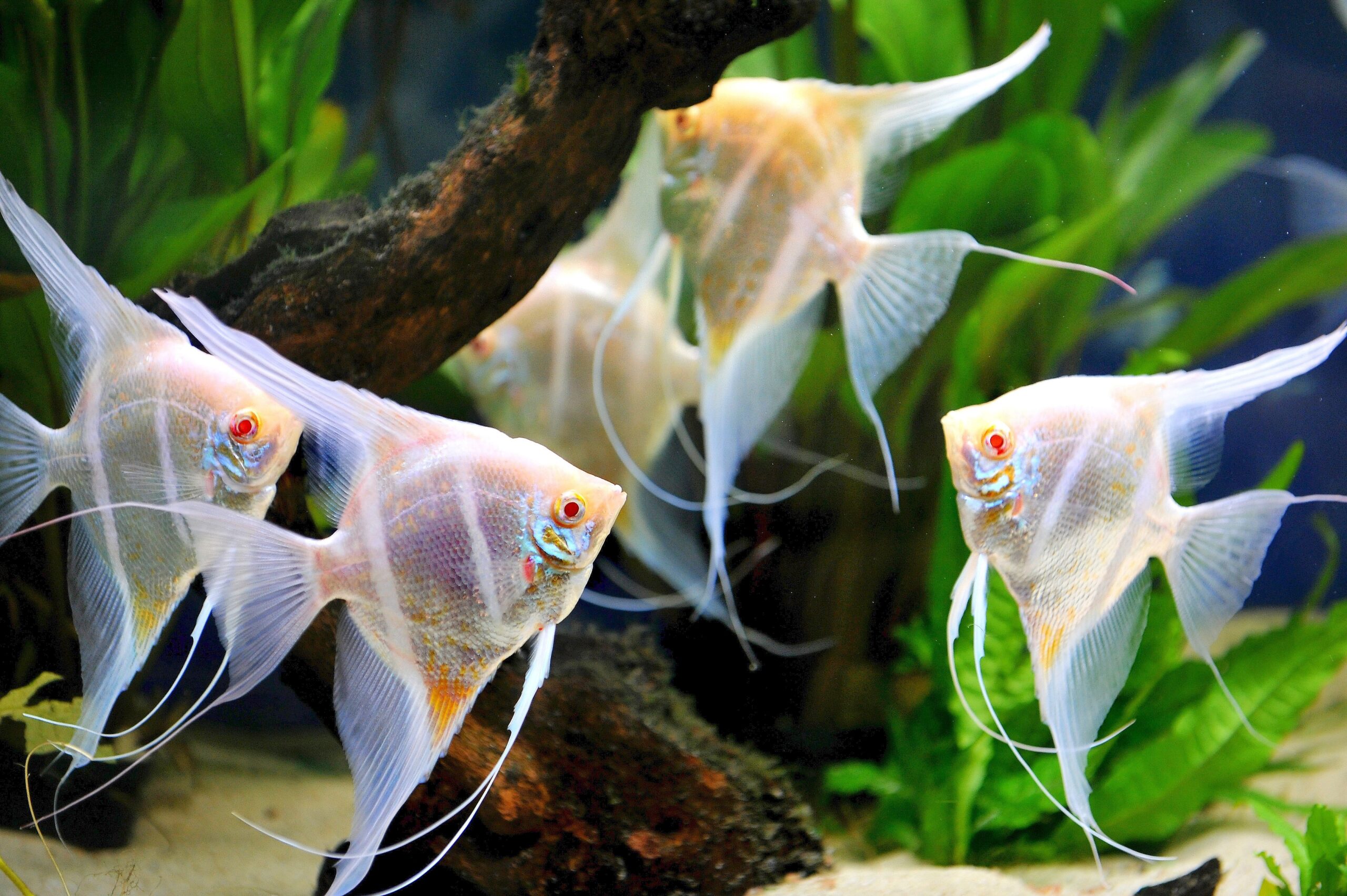 Am Freitag, den 30.09.2011 findet in der Kraftzentrale im Landschaftspark Nord in Duisburg - Meiderich die Eröffnung der 14. Aquaristik - Messe Zierfische und Aquarium statt. Es ist die nach Angaben des Veranstalters weltweit größte Aquaristik - Messe , die noch bis zum 03. Oktober 2011 geht. Ein Höhepunkt sind die vielen verschiedenen Skalare in den Aquarien Foto: Stephan Eickershoff / WAZ FotoPool