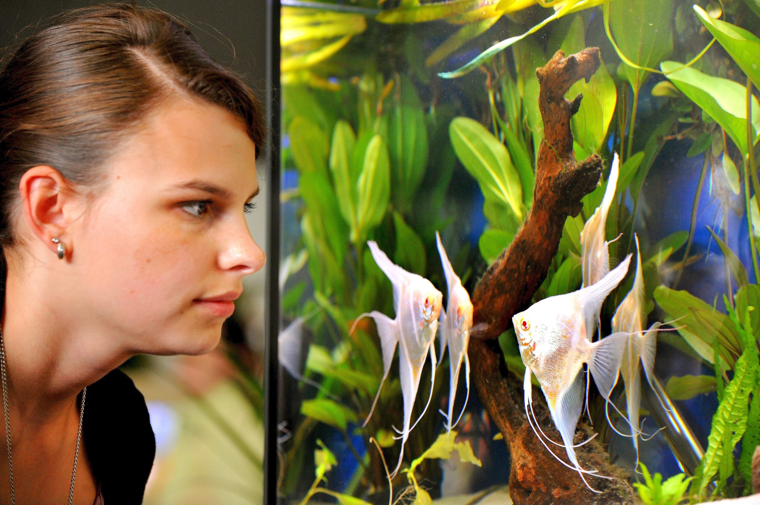 Am Freitag, den 30.09.2011 findet in der Kraftzentrale im Landschaftspark Nord in Duisburg - Meiderich die Eröffnung der 14. Aquaristik - Messe Zierfische und Aquarium statt. Es ist die nach Angaben des Veranstalters weltweit größte Aquaristik - Messe , die noch bis zum 03. Oktober 2011 geht. Im Foto: Zahlreich ist die Gattung der Skalare auf der Messe vertreten , von der Besucherin Bettina Klug fasziniert istFoto: Stephan Eickershoff / WAZ FotoPool