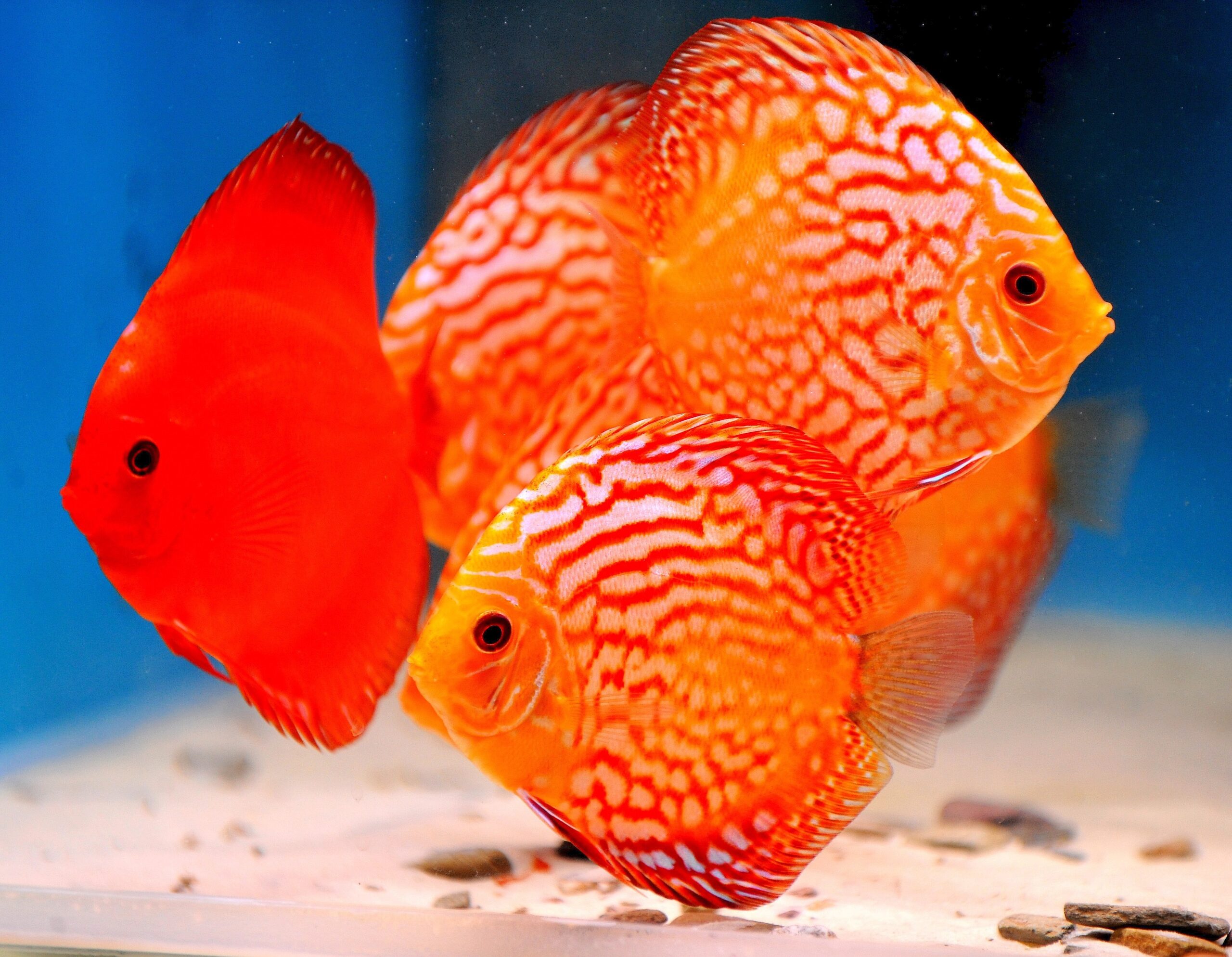 Am Freitag, den 30.09.2011 findet in der Kraftzentrale im Landschaftspark Nord in Duisburg - Meiderich die Eröffnung der 14. Aquaristik - Messe Zierfische und Aquarium statt. Es ist die nach Angaben des Veranstalters weltweit größte Aquaristik - Messe , die noch bis zum 03. Oktober 2011 geht. Im Foto: Ein besonderes Highlight sind die vielen DiskusfischeFoto: Stephan Eickershoff / WAZ FotoPool