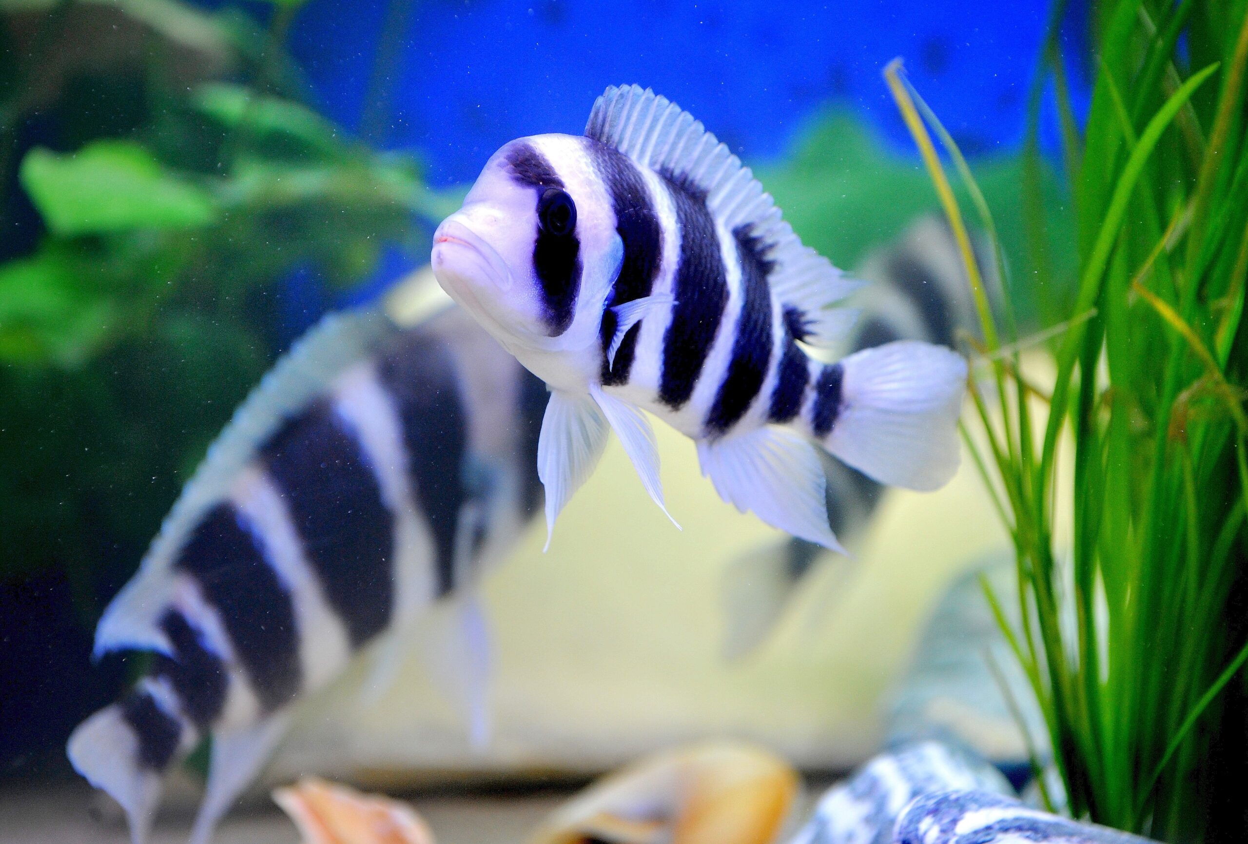 Am Freitag, den 30.09.2011 findet in der Kraftzentrale im Landschaftspark Nord in Duisburg - Meiderich die Eröffnung der 14. Aquaristik - Messe Zierfische und Aquarium statt. Es ist die nach Angaben des Veranstalters weltweit größte Aquaristik - Messe , die noch bis zum 03. Oktober 2011 geht. Im Foto: Ein Buntbarsch aus dem Tanganjikasee Foto: Stephan Eickershoff / WAZ FotoPool