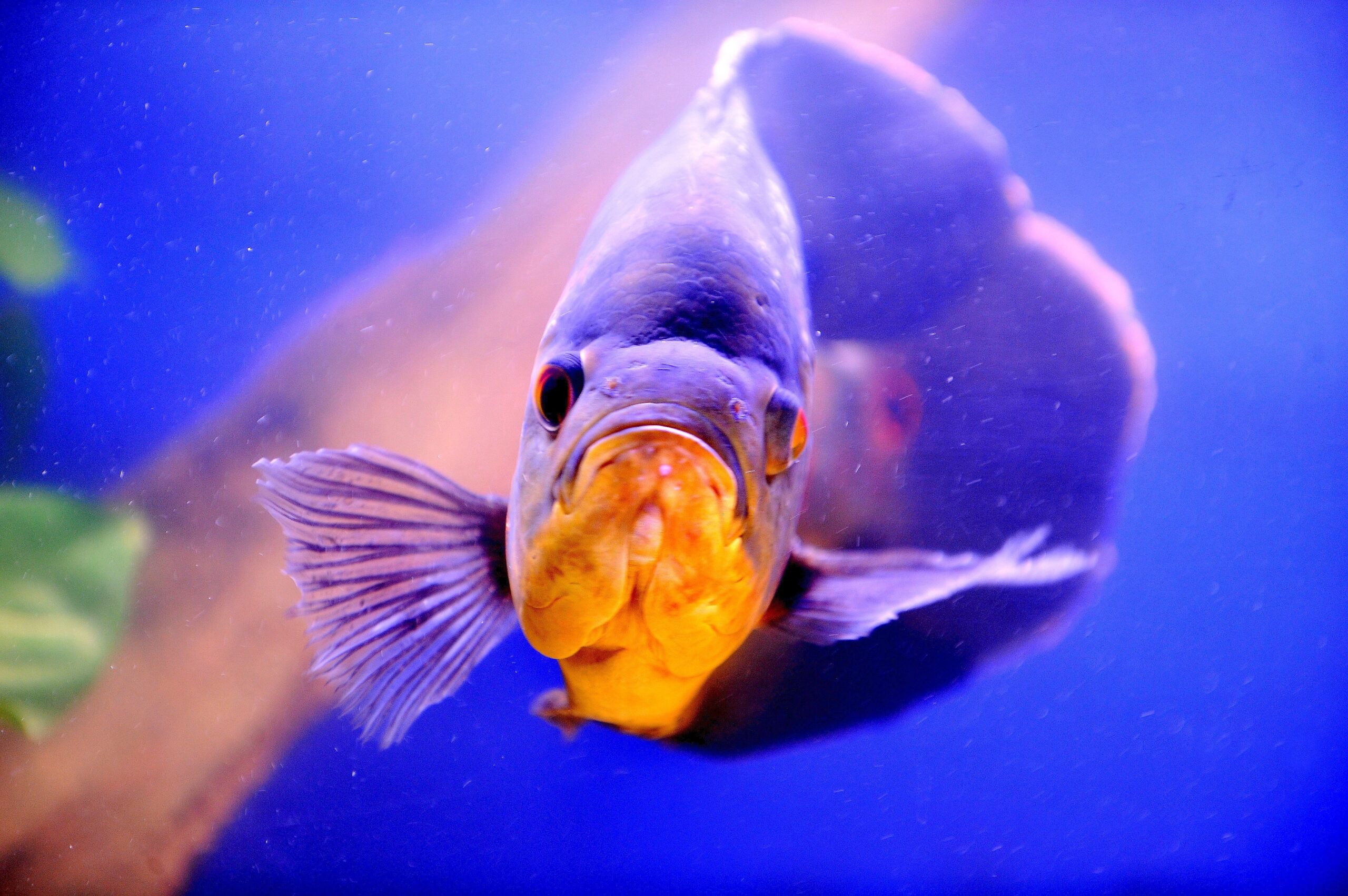 Am Freitag, den 30.09.2011 findet in der Kraftzentrale im Landschaftspark Nord in Duisburg - Meiderich die Eröffnung der 14. Aquaristik - Messe Zierfische und Aquarium statt. Es ist die nach Angaben des Veranstalters weltweit größte Aquaristik - Messe , die noch bis zum 03. Oktober 2011 geht. Im Foto: Ein Pfauenaugenbuntbarsch aus SüdamerikaFoto: Stephan Eickershoff / WAZ FotoPool