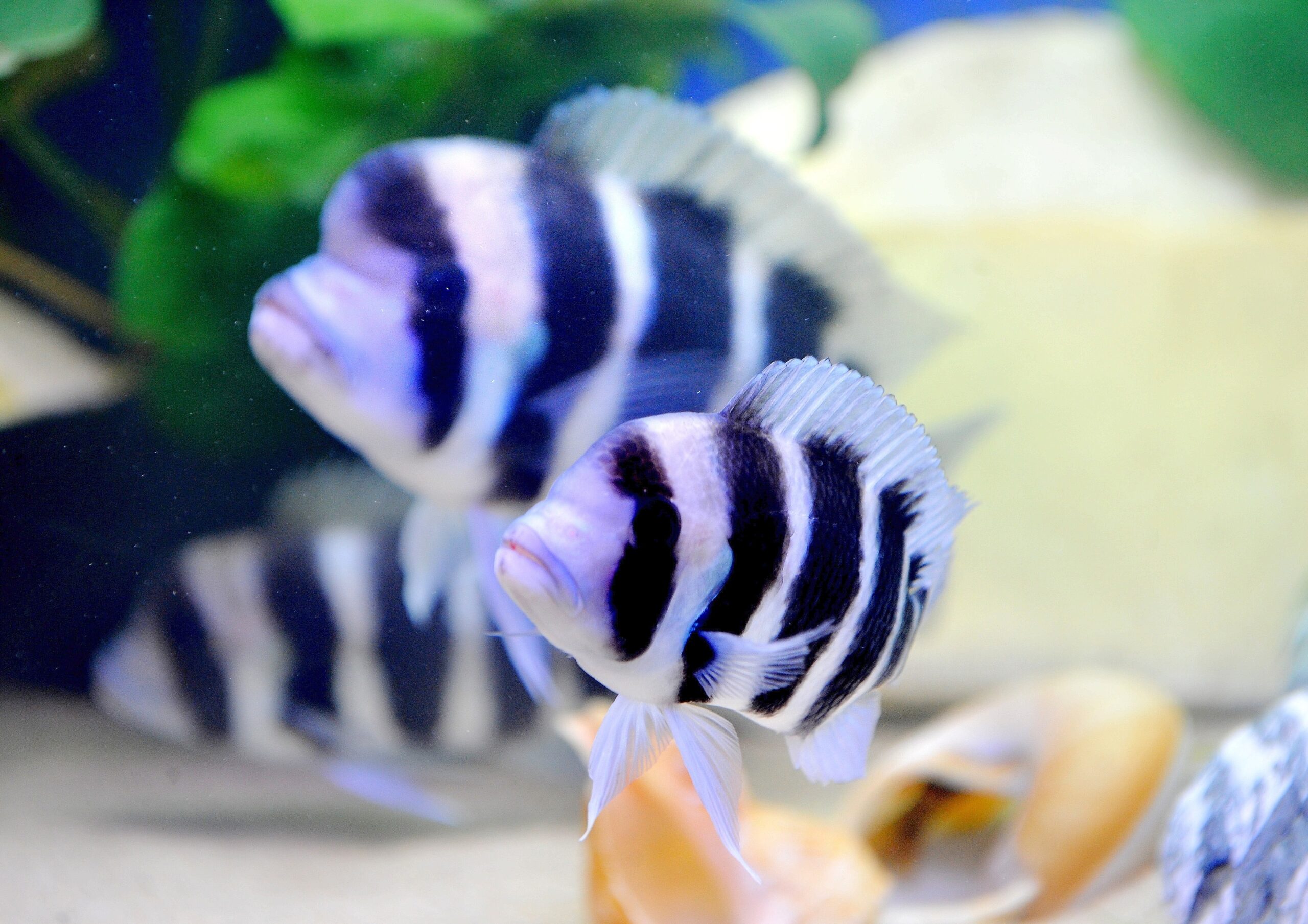 Am Freitag, den 30.09.2011 findet in der Kraftzentrale im Landschaftspark Nord in Duisburg - Meiderich die Eröffnung der 14. Aquaristik - Messe Zierfische und Aquarium statt. Es ist die nach Angaben des Veranstalters weltweit größte Aquaristik - Messe , die noch bis zum 03. Oktober 2011 geht. Im Foto: Ein Buntbarsch aus dem Tanganjikasee Foto: Stephan Eickershoff / WAZ FotoPool