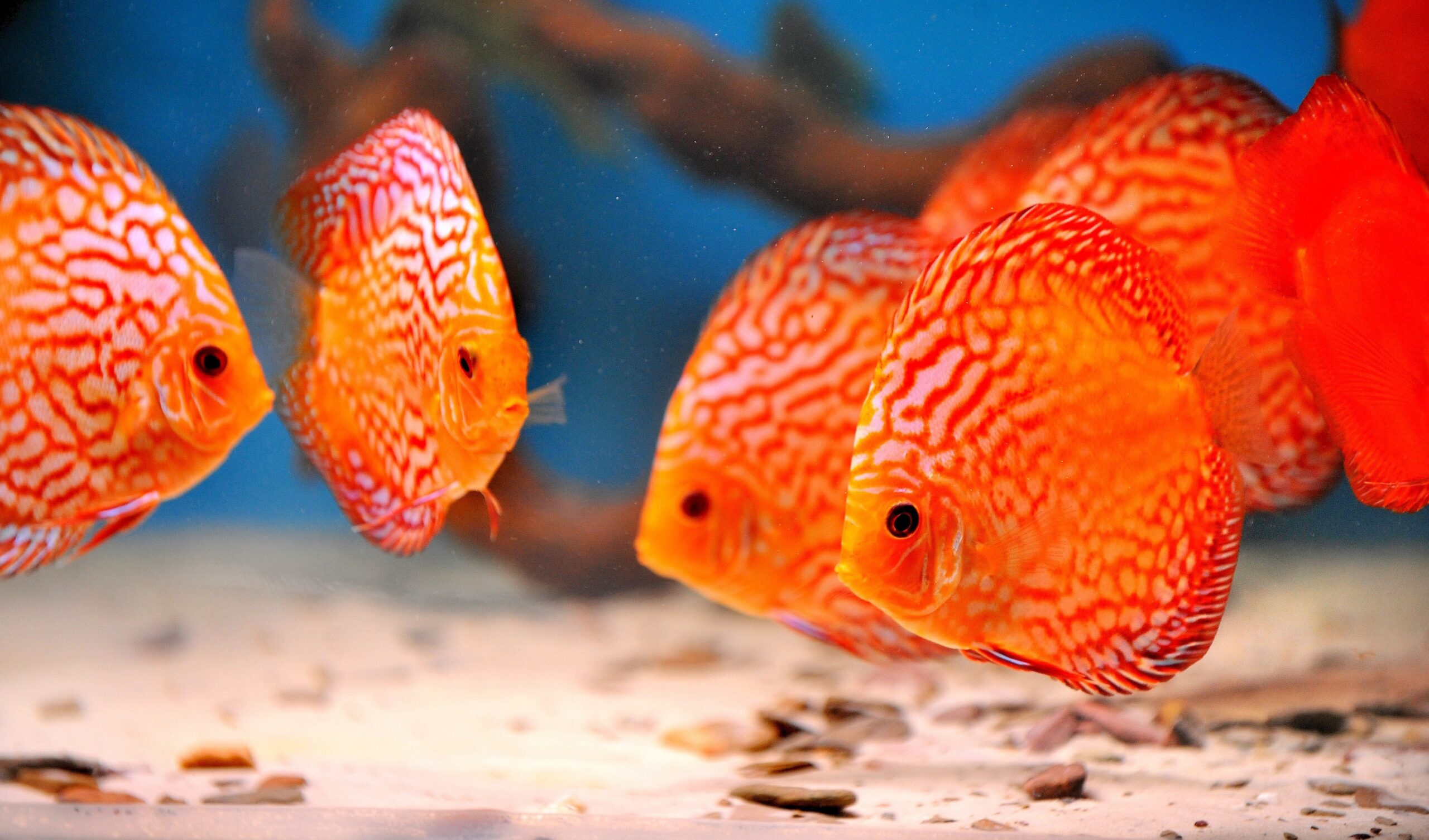 Am Freitag, den 30.09.2011 findet in der Kraftzentrale im Landschaftspark Nord in Duisburg - Meiderich die Eröffnung der 14. Aquaristik - Messe Zierfische und Aquarium statt. Es ist die nach Angaben des Veranstalters weltweit größte Aquaristik - Messe , die noch bis zum 03. Oktober 2011 geht. Im Foto: Ein besonderes Highlight sind die vielen DiskusfischeFoto: Stephan Eickershoff / WAZ FotoPool