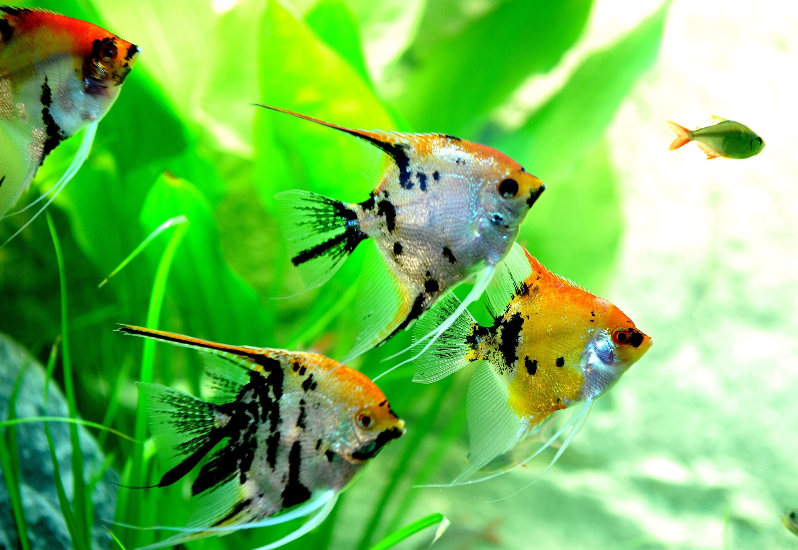 Am Freitag, den 30.09.2011 findet in der Kraftzentrale im Landschaftspark Nord in Duisburg - Meiderich die Eröffnung der 14. Aquaristik - Messe Zierfische und Aquarium statt. Es ist die nach Angaben des Veranstalters weltweit größte Aquaristik - Messe , die noch bis zum 03. Oktober 2011 geht. Im Foto: Zahlreich ist die Gattung der Skalare auf der Messe vertretenFoto: Stephan Eickershoff / WAZ FotoPool