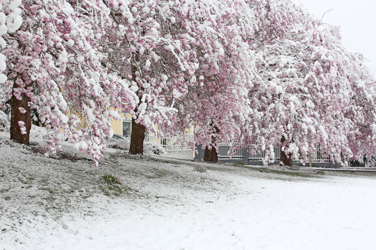 Das Wetter in NRW bringt viel Schnee und damit auch glatte Straßen. (Symbolbild)