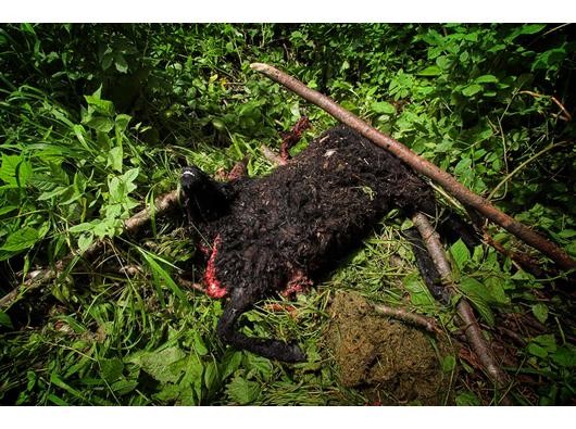 ... riss Tiere. Der ehemalige CSU-Ministerpräsident Edmund Stoiber taufte Bruno daraufhin Problembär. Ein Problembär...