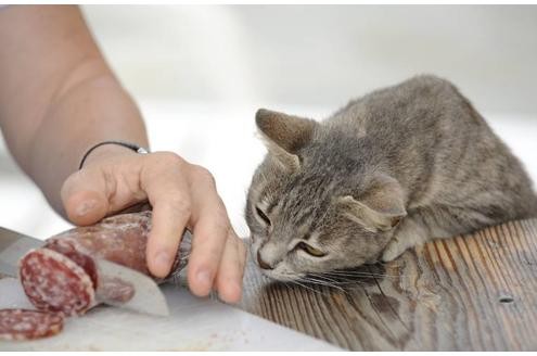 Sie verschmähen ohne Angabe von Gründen ihr teures Diät-Pasteten-Futter mit zartem Honig-Gelee, um zehn Minuten später den abgelaufenen Schinken aus dem Mülleimer zu fischen.