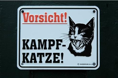 Katzen kratzen und beißen. Auch ohne Grund.