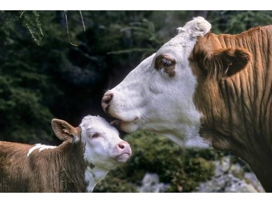 Die Kälber bluten aus kleinsten Wunden, oft fließt das Blut sogar aus der unversehrt erscheinenden Haut. Bislang sind mehr als 100 Kälber, unter anderem in NRW, an der Krankheit gestorben. Tierärzte und Landwirte stehen vor einem Rätsel. (Symbolfoto: Imago)