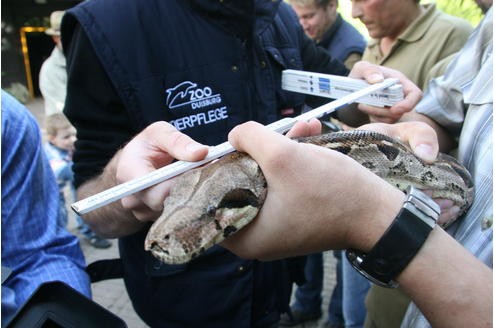 Vor der Tropenhalle des Duisburger Zoos wurde am 11.09.2009 die Boa Constrictor - oder auch Abgottboa genannt - gemessen: stolze 2,56 Meter misst das exotische Tier. Foto: Kerstin Bögeholz