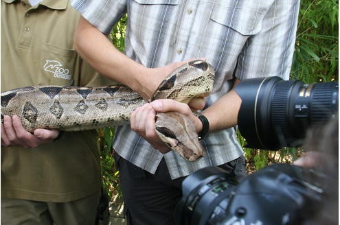 Vor der Tropenhalle des Duisburger Zoos wurde am 11.09.2009 die Boa Constrictor - oder auch Abgottboa genannt - gemessen: stolze 2,56 Meter misst das exotische Tier. Foto: Kerstin Bögeholz