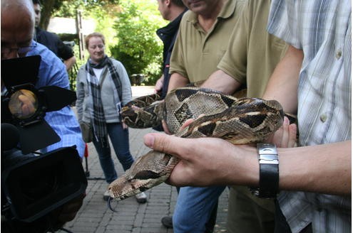 Vor der Tropenhalle des Duisburger Zoos wurde am 11.09.2009 die Boa Constrictor - oder auch Abgottboa genannt - gemessen: stolze 2,56 Meter misst das exotische Tier. Foto: Kerstin Bögeholz