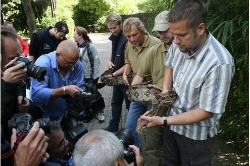 Vor der Tropenhalle des Duisburger Zoos wurde am 11.09.2009 die Boa Constrictor - oder auch Abgottboa genannt - gemessen: stolze 2,56 Meter misst das exotische Tier. Foto: Kerstin Bögeholz