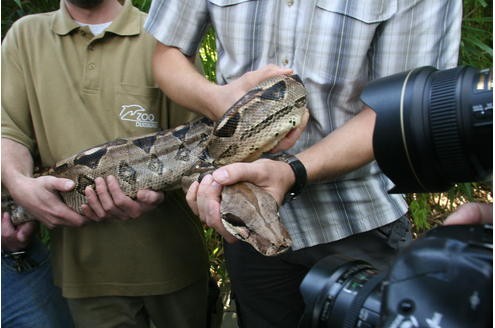 Vor der Tropenhalle des Duisburger Zoos wurde am 11.09.2009 die Boa Constrictor - oder auch Abgottboa genannt - gemessen: stolze 2,56 Meter misst das exotische Tier. Foto: Kerstin Bögeholz