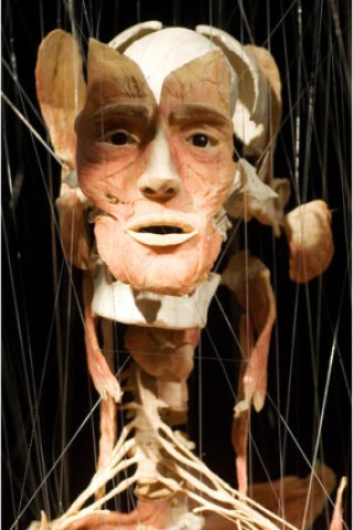 Die Ausstellung Koerperwelten von Gunther von Hagens 2009/2010 in Köln. (Foto: Yannik Willing)