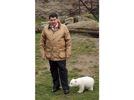 ... war Eisbär Knut nicht. Er sorgte trotzdem für viel Rummel rund um sein Gehege im Berliner Zoo. Im Umgang mit SPD-Politiker Sigmar Gabriel gibt sich Knut jedenfalls handzahm. Anders als...