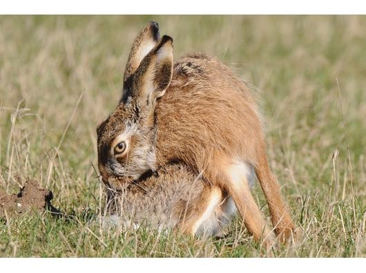 Auch bei intensiver Fellpflege bleibt ein Hase immer äußerst aufmerksam.