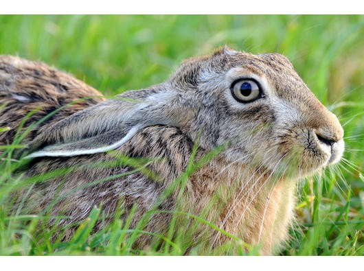 Hase in der Sasse - hellwach und meisterhaft getarnt.