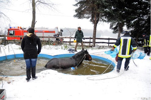 ...rissen die Tiere den Zaun eines Privatgrundstücks ein. Dort übersah der Kaltbluthengst den mit einer Plane und Schnee bedeckten Swimmingpool. Foto: Stephan Witte