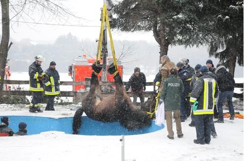 ..., konnte das Tier mit einem Spezialkran aus seiner Falle befreit werden. Foto: Stephan Witte