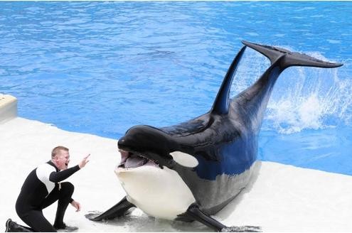 Seit den 1960er Jahren leben Orcas auch in Gefangenschaft in Zoos und Tierparks wie hier im SeaWorld in San Diego, USA.