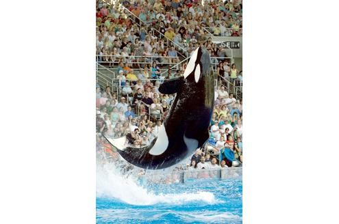 Und im SeaWorld in Orlando starb eine Trainerin während einer Show vor den Augen der Zuschauer. Beide Zwischenfälle werden vielfach als Unfälle und nicht als Absicht von Seiten der Tiere eingeschätzt.