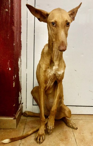 Dieses noch namenlose Podenco-Weibchen ist ungefähr ein Jahr alt.