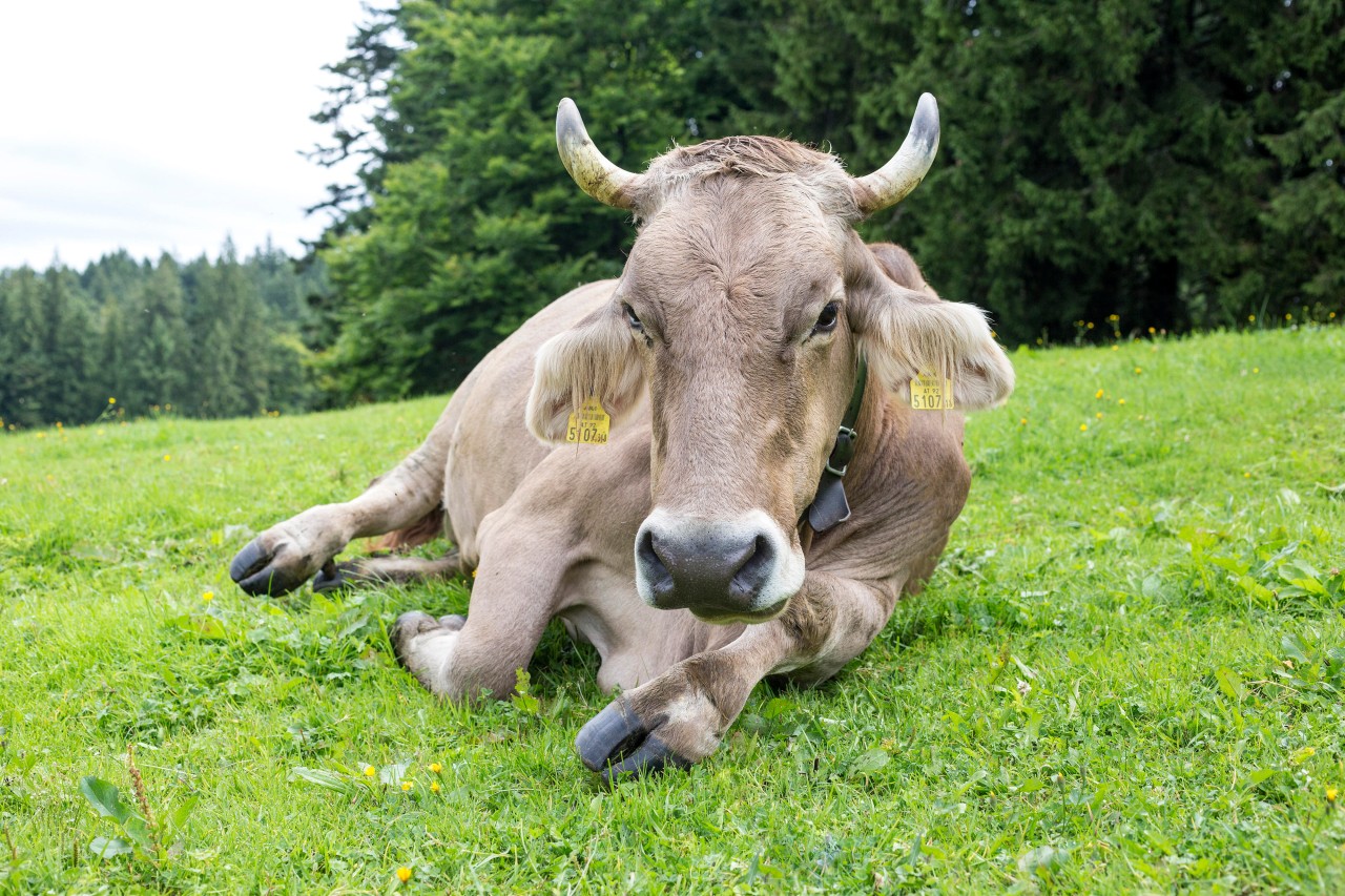 „Die Alm“: Das große Finale steht an. (Symbolbild)