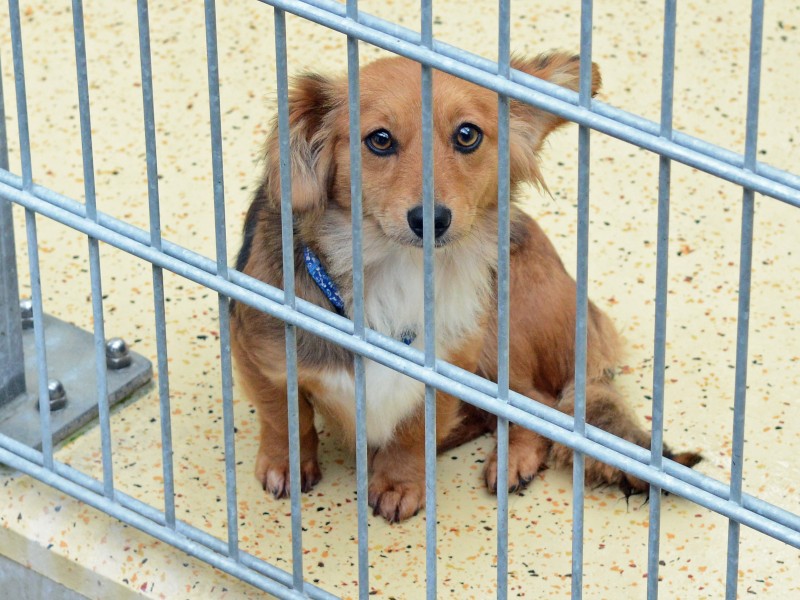 11 Hunde wohnen momentan im Tierheim Mülheim an der Ruhr.