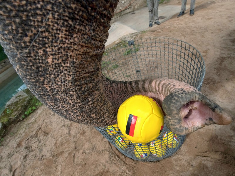 Auch Elefantenkuh Zella im Zoologisch-Botanischen Garten Wilhelma in Stuttgart (Baden-Württemberg) gibt alles und ...