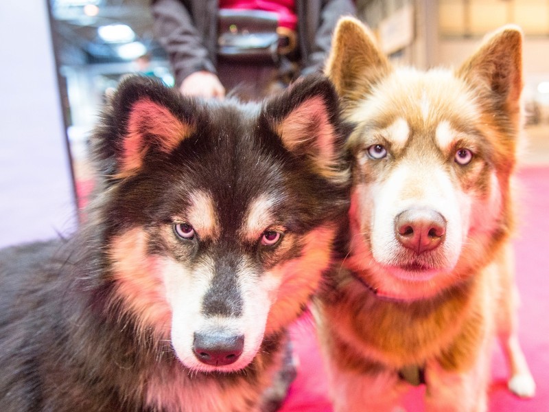 Zwei Siberian Huskys nehmen ebenfalls an dem traditionellen Event teil. 