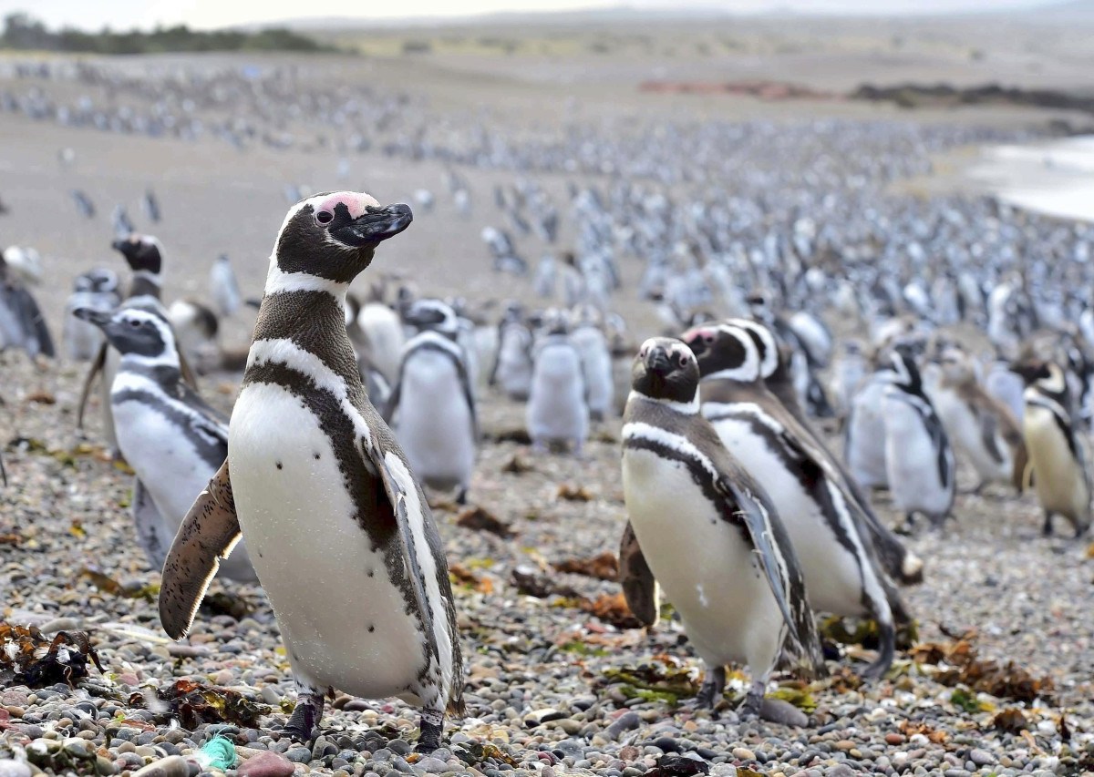 Magellan-Pinguine am Strand von Punta Tombo in Argentinien., Brillenpinguine gehören zu den bedrohten Arten.