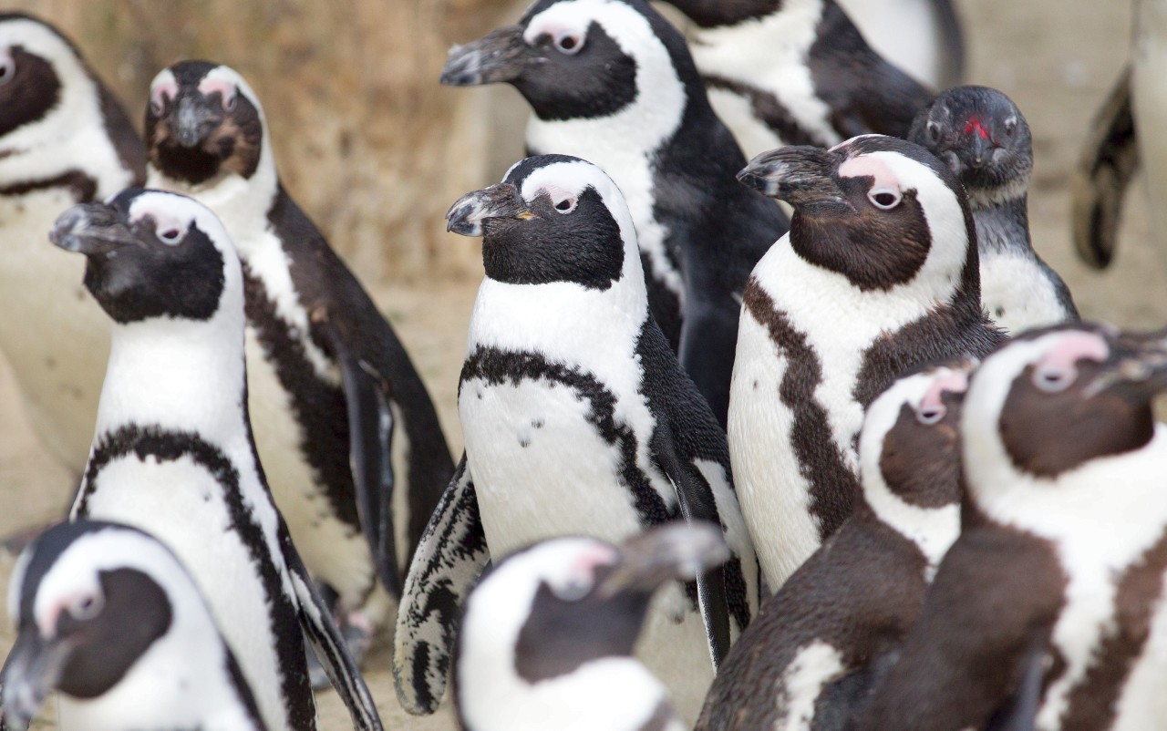 Brillenpinguine gehören zu den bedrohten Arten.