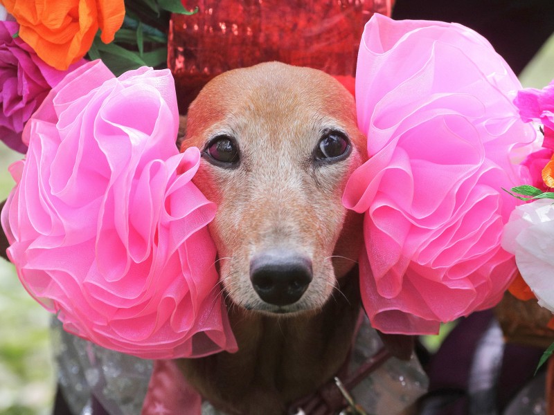 Bei dem Stadtfest präsentierten die Hundebesitzer der Stadt ihre Tiere in einem preisverdächtigen Outfit zum Thema „Der akademische Dackel“.