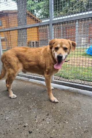 Hund in Essen: Silver hat es leider nicht geschafft. 