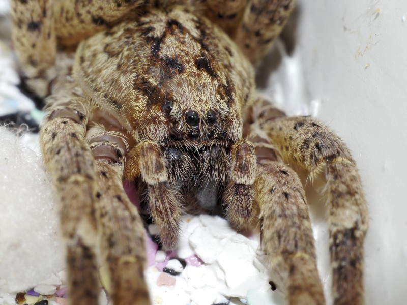 Bisse der Spinne sind mit denen von Wespen oder Bienen vergleichbar. Beim Menschen rufen sie lediglich Schwellungen hervor.