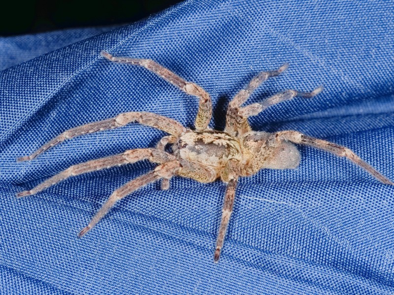 Die Kräuseljagdspinne ist seit 2016 auch in Deutschland heimisch. Sie hat einige Eigenschaften, die an den Comic Spiderman erinnern.