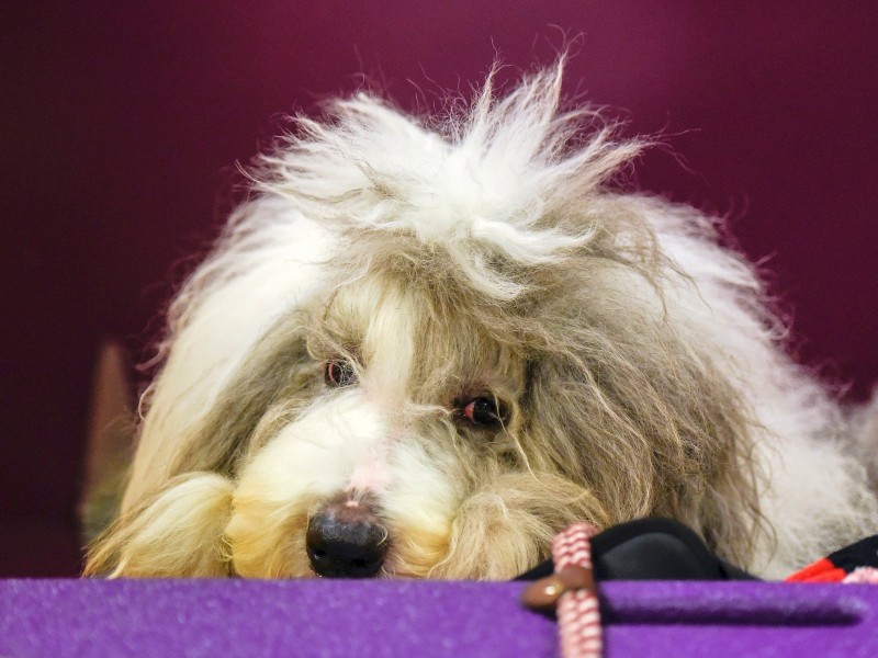 Schönheitsschlaf ist wichtig: Bevor es vor die Jury geht, erholt sich dieser Bobtail noch etwas.