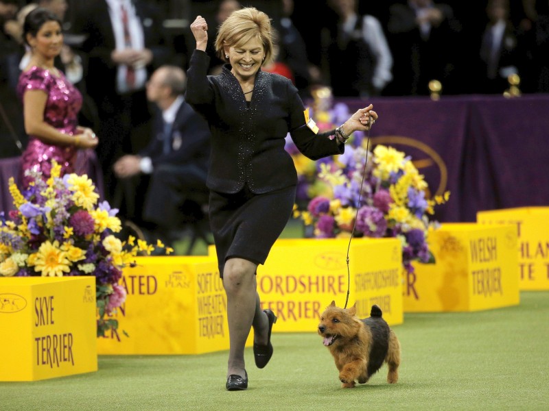 Vor allem Frauchen und Herrchen freuen sich, wenn ihre Hunde die Jury überzeugen können. Dem Norwich Terrier „Tanner“ scheint die Begeisterung egal.