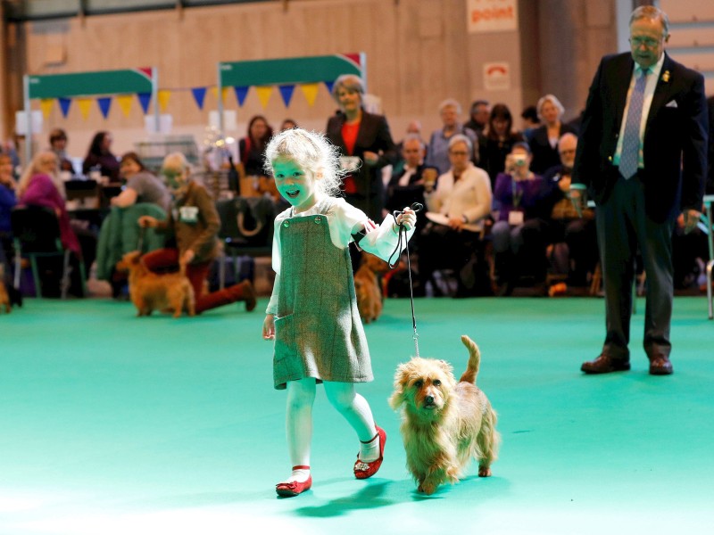 Stolz präsentiert ein Mädchen ihren Australian Terrier.