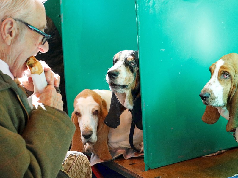 Während die Hunde in den Boxen auf ihren Auftritt warten, muss sich das Herrchen wohl noch stärken. Gemein. 