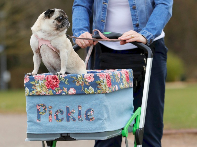 Mops Pickle thront auf einem umgebauten Kinderbuggy.