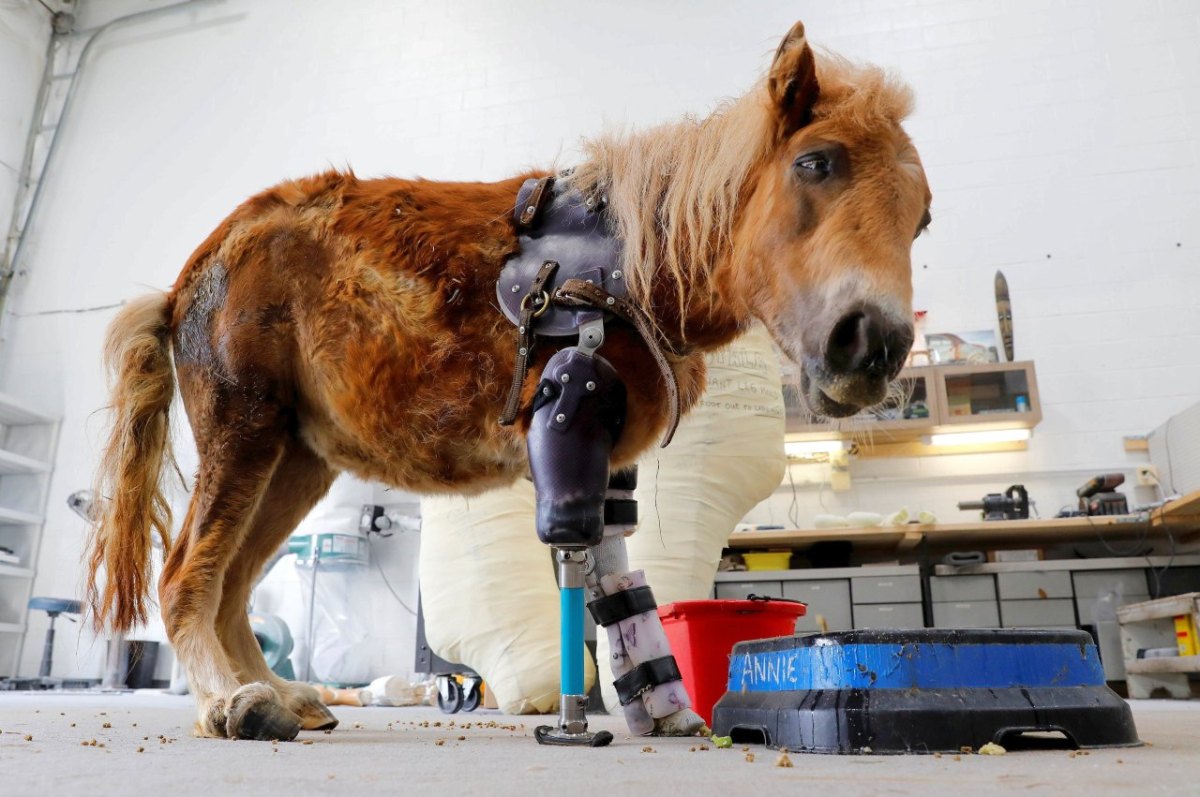 2017-03-28T023906Z_223448159_RC1621093E60_RTRMADP_3_ANIMAL-PROSTHETICS-043.JPG