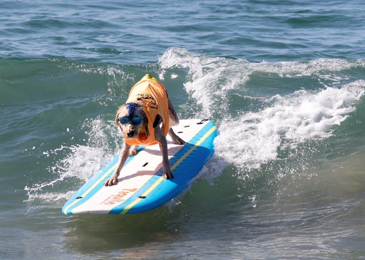 2017-09-23T195713Z_1310349350_RC13736F0060_RTRMADP_3_USA-SURFINGDOGS.JPG