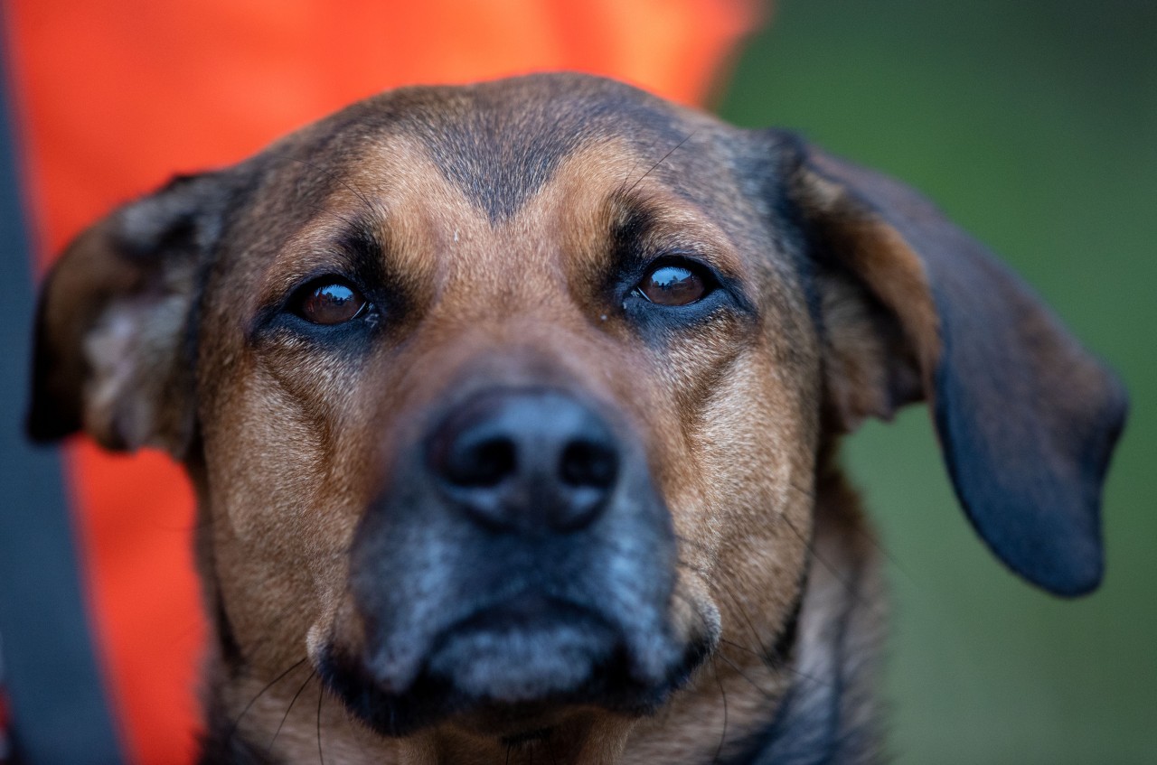 Ein Hund und seine Helfer steckten wahrlich in der Scheiße. (Symbolbild)