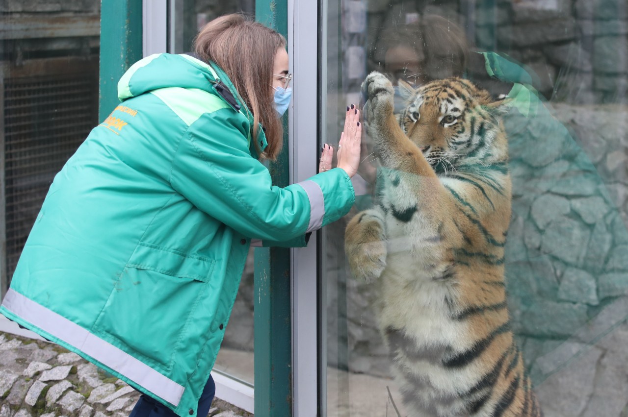 Weltweit gibt es Corona-Infektionen in Tierparks und Zoos. 