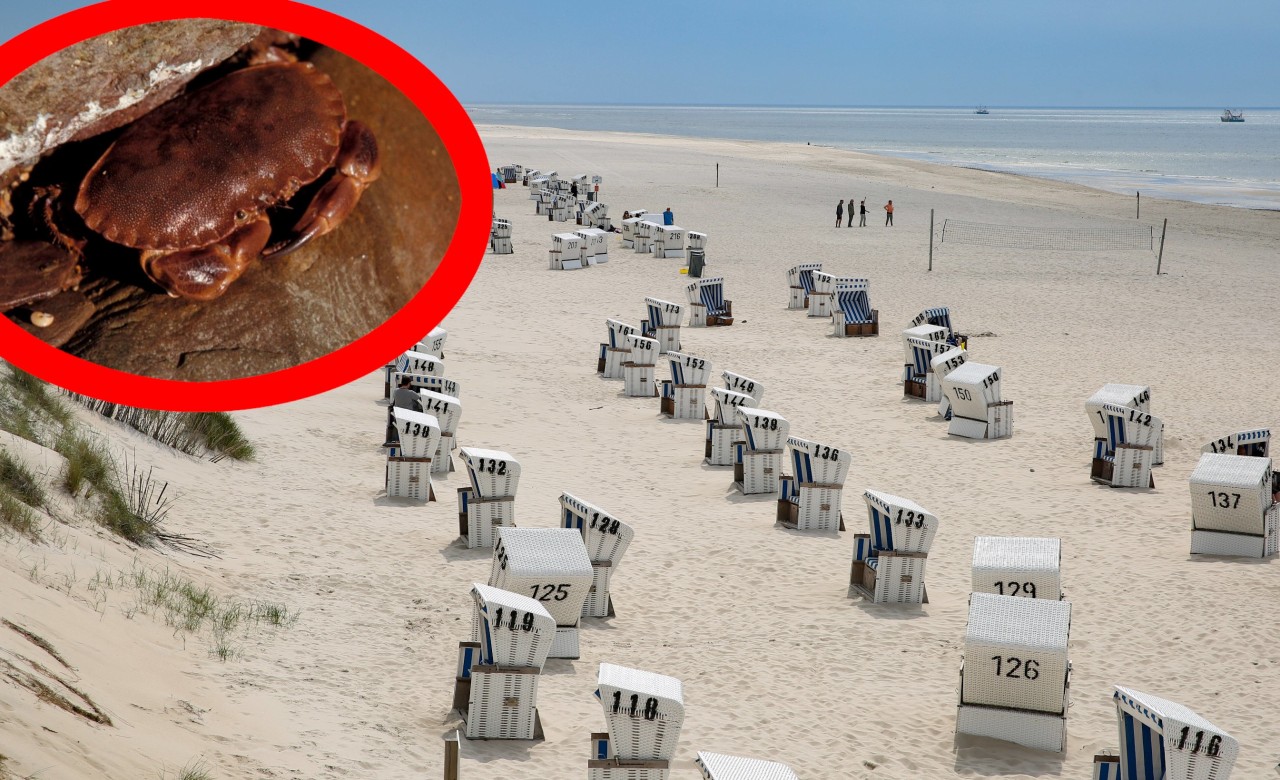 Beim Urlaub an der Nordsee machten Touristen eine krasse Entdeckung. (Symbolbild)