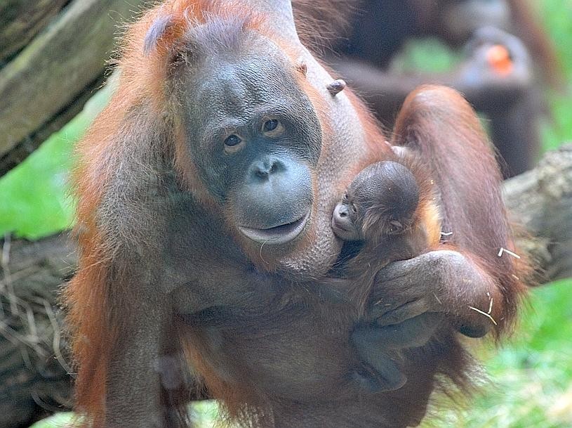 Orang Utan-Nachwuchs im Zoo Duisburg. Foto: WAZ Fotopool