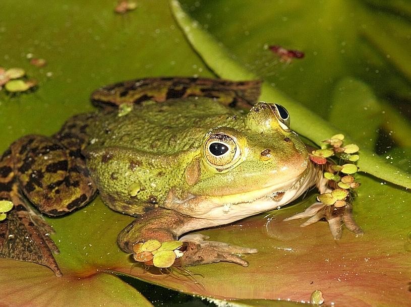 Frösche sind in Deutschland geschützt – wie andere Amphibien. (Foto: imago)